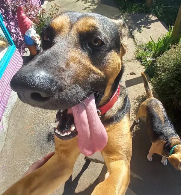 Domi, encantadora perrita recepcionista del hostal con mirada dulce y personalidad acogedora